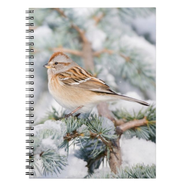 Cuaderno Gorrión de árbol americano en invierno (Frente)
