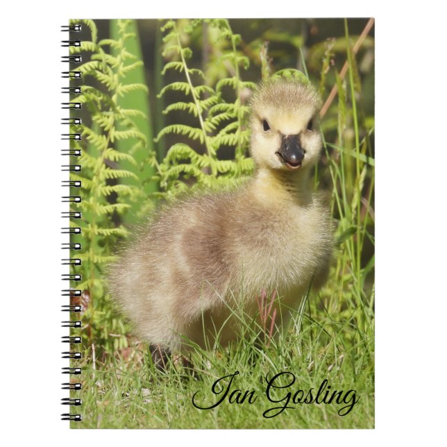 Cuaderno Gosling (ganso de Canadá) (Frente)