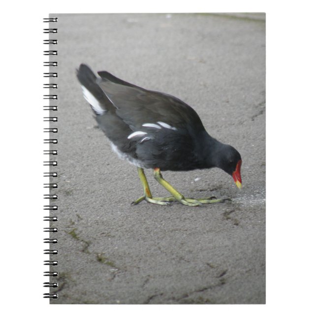Cuaderno Gracioso Moorhen toma un Bow Notebook (Frente)