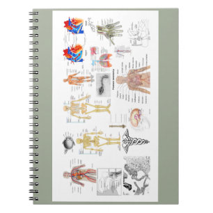 Cuaderno Gráficos de anatomía humana