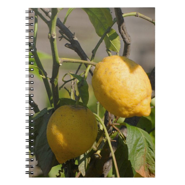 Cuaderno Gráficos limones españoles (Frente)