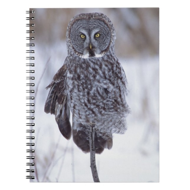 Cuaderno Gran búho gris cerca de Pine City MN, (Frente)
