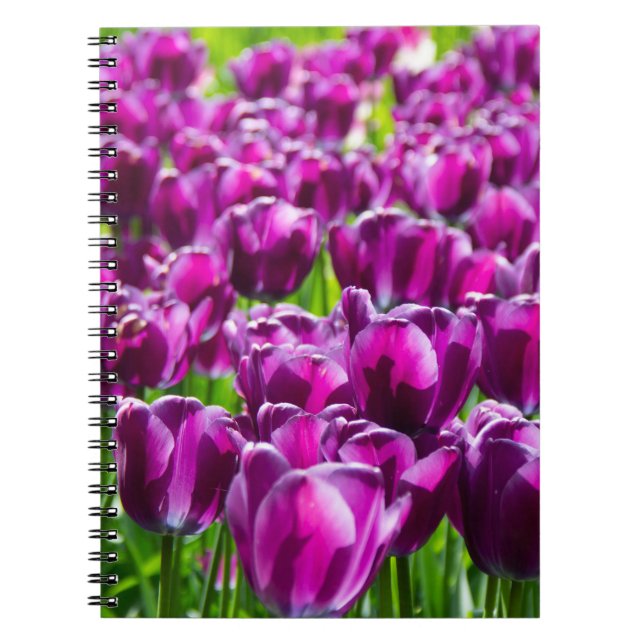 Cuaderno Gran campo de tulipanes púrpura    (Frente)