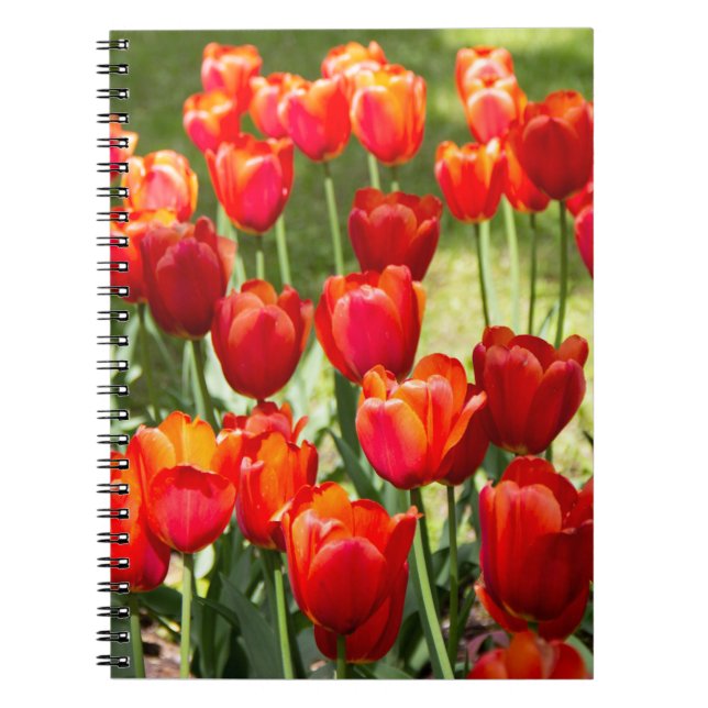 Cuaderno Gran campo de tulipanes rojos (Frente)