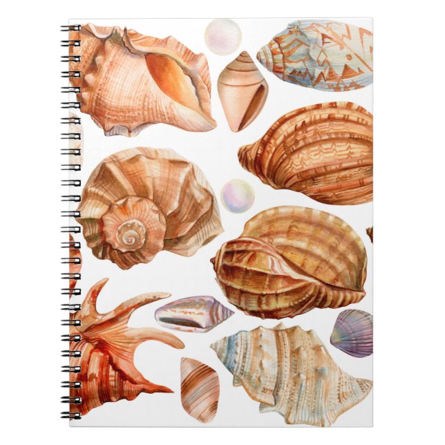 Cuaderno gran conjunto de conchas en un grupo aislado de bl (Frente)