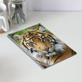 Cuaderno Gran Foto de Tigre de Sumatra