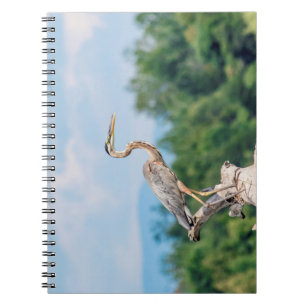 Cuaderno Gran garza azul
