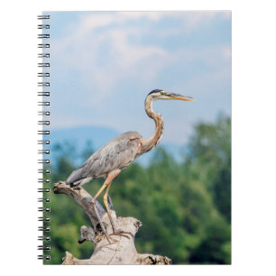 Cuaderno Gran garza azul