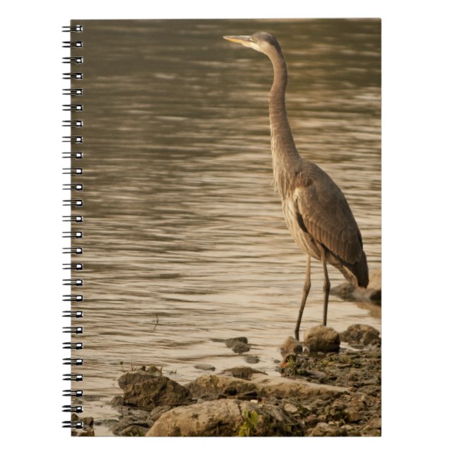Cuaderno Gran garza azul (Frente)