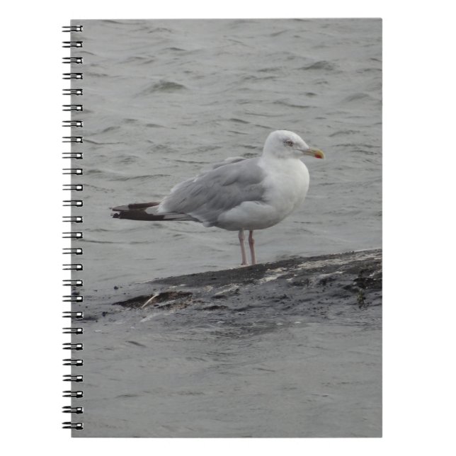Cuaderno Gran gaviota (Frente)