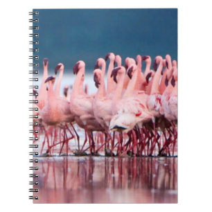 Cuaderno Gran grupo de flamencos pequeños