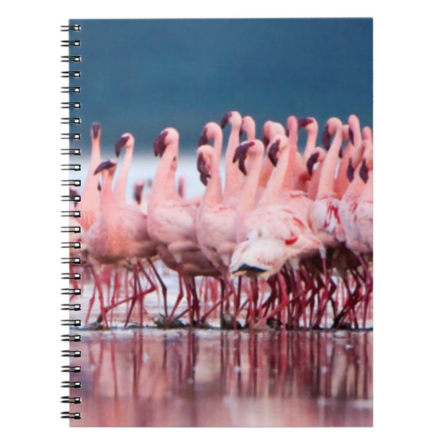 Cuaderno Gran grupo de flamencos pequeños (Frente)