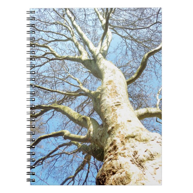 Cuaderno Grandes ramas de árboles soleados en cielo azul ce (Frente)