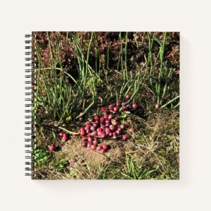 Cuaderno Granja de Cranberry, Long Beach, Washington