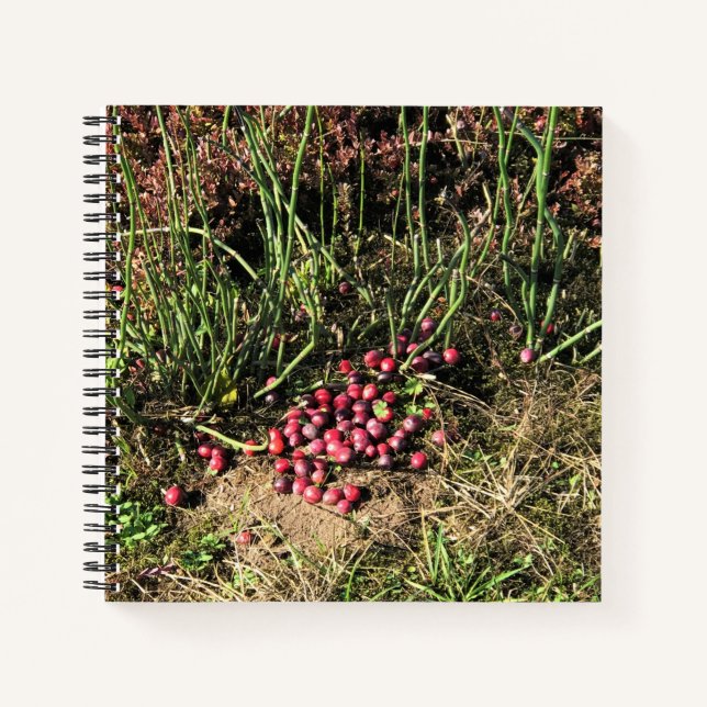 Cuaderno Granja de Cranberry, Long Beach, Washington (Anverso)