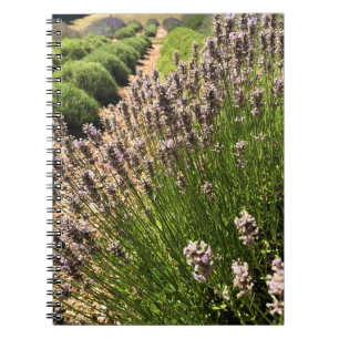 Cuaderno Granja de lavanda