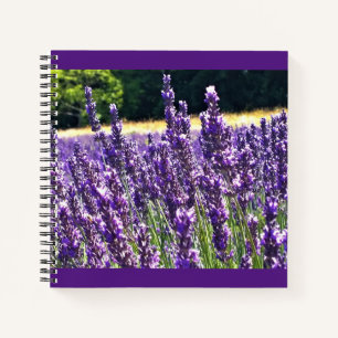 Cuaderno Granja de lavanda