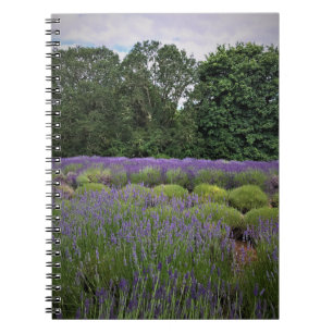 Cuaderno Granja de lavanda