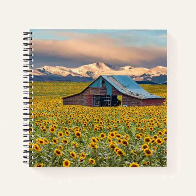 Cuaderno Granjas | Campo de girasol (Anverso)