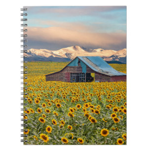 Cuaderno Granjas   Campo de girasol