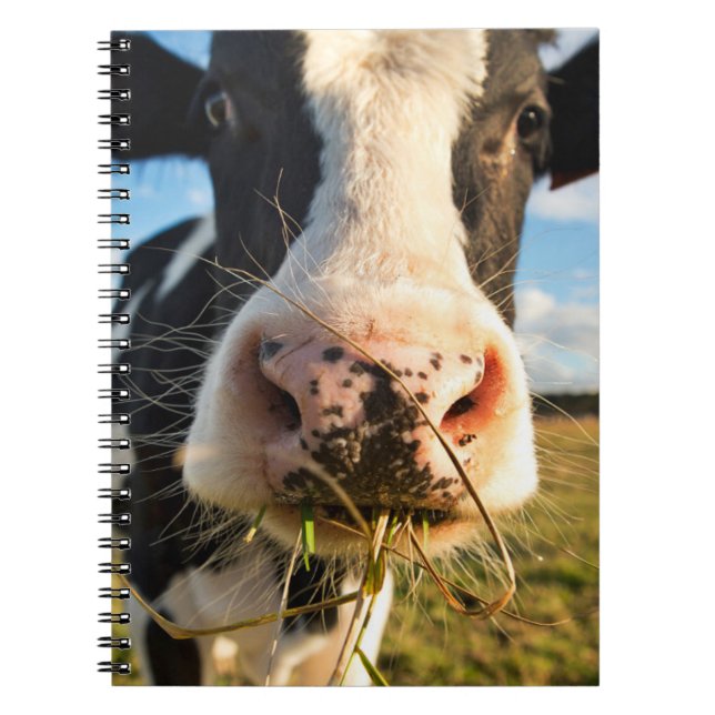 Cuaderno Granjas | Mascado de vacas de Holstein (Frente)