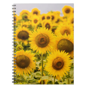 Cuaderno Granjas   Un Campo De Girasol