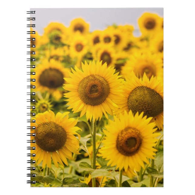 Cuaderno Granjas | Un Campo De Girasol (Frente)