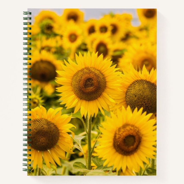 Cuaderno Granjas | Un Campo De Girasol (Anverso)