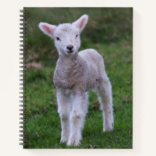 Cuaderno Grano de oveja para lactantes