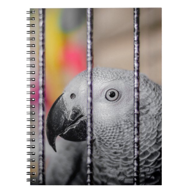 Cuaderno Gray Parrot (Frente)