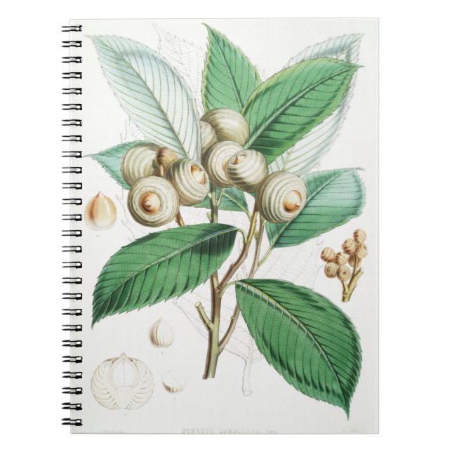 Cuaderno Green Bull Oak (Frente)