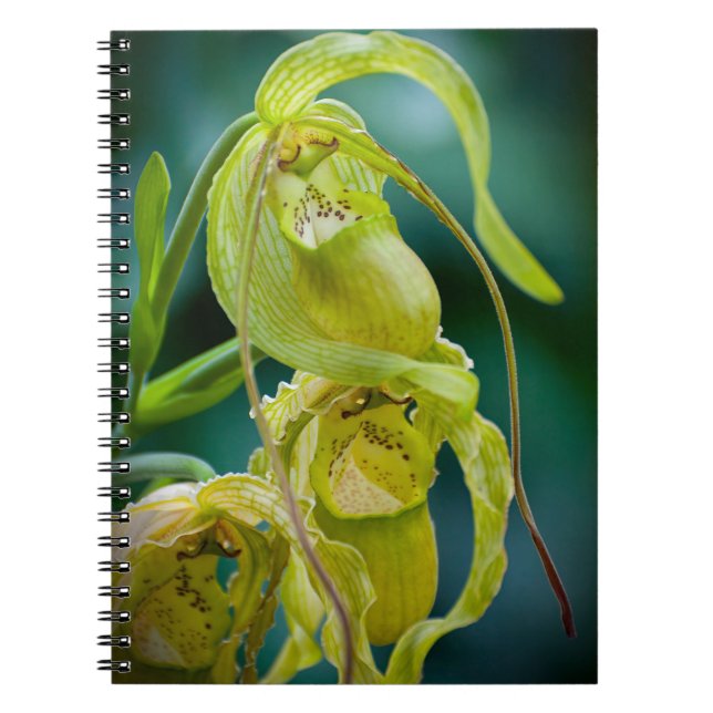 Cuaderno Green Lady Slipper Orchid (Frente)