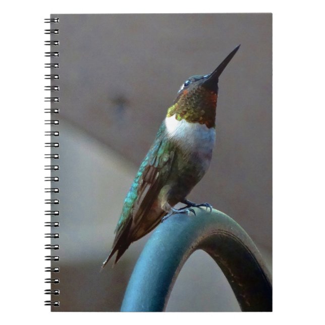 Cuaderno Green Ruby little Hummingbird (Frente)
