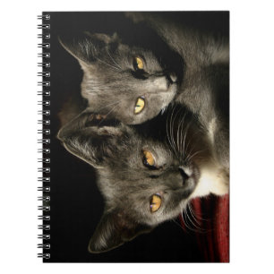 Cuaderno Gris Cats Photo Notebook (80 páginas B&W)