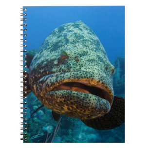 Cuaderno Grouper Goliath del Atlántico