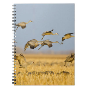 Cuaderno Grullas canadienses aterrizan en campos de maíz