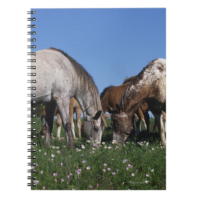 Cuaderno Grupo de caballos del Appaloosa que pastan (Frente)