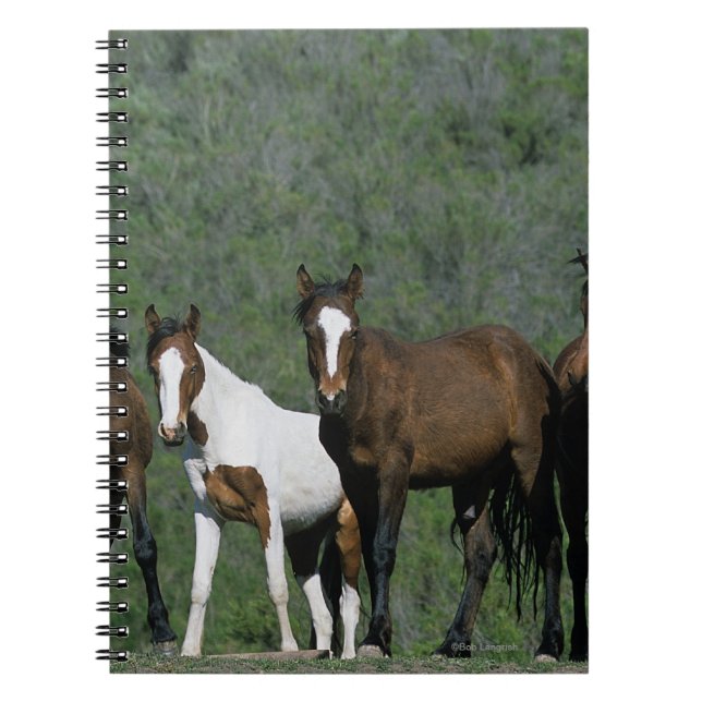 Cuaderno Grupo de caballos salvajes del mustango (Frente)