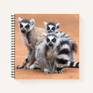 Cuaderno Grupo de lémures de cola anillada