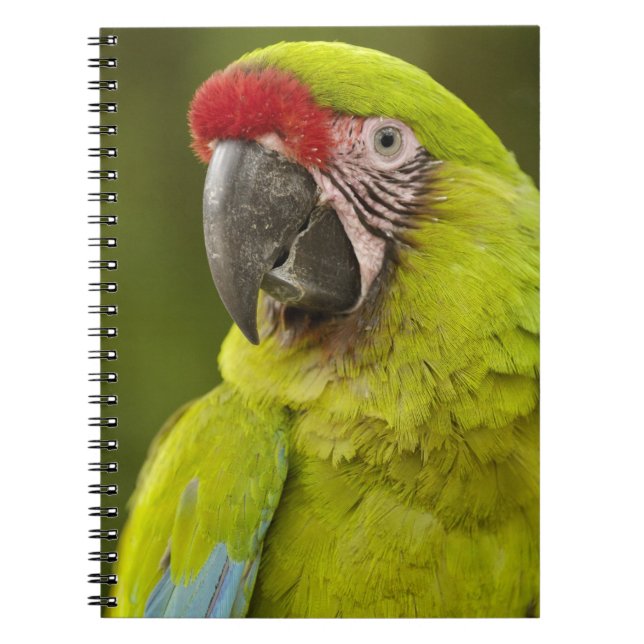 Cuaderno Guacamayo Militar (Frente)