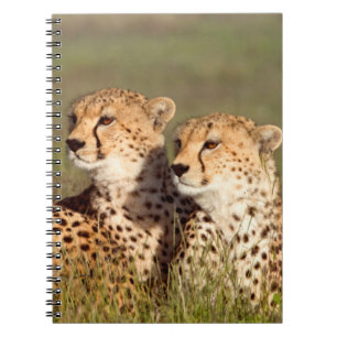 Cuaderno Guepardo acostado en la hierba, Conservación de Ng