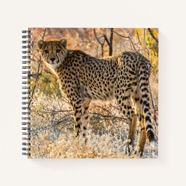 Cuaderno Guepardo Mirando Alrededor (Anverso)