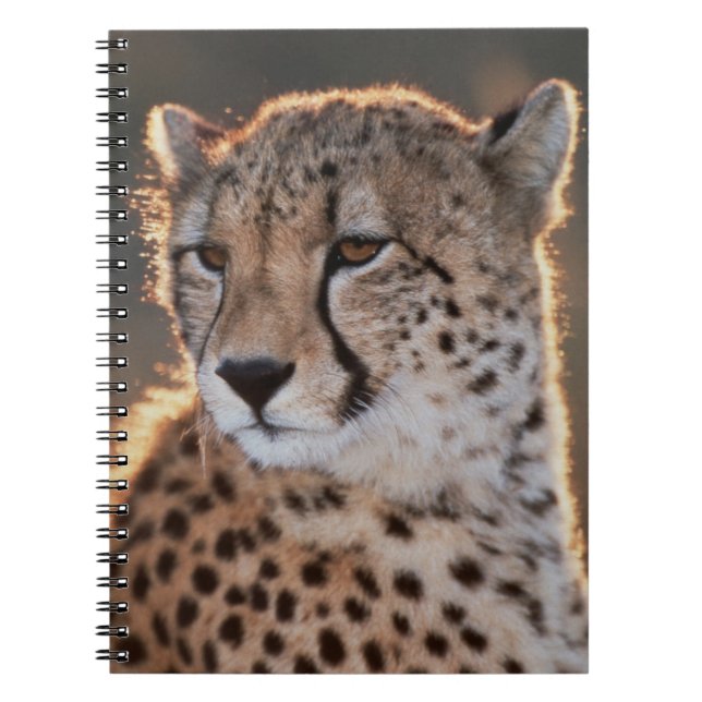 Cuaderno Guepardo mirando hacia otro lado (Frente)