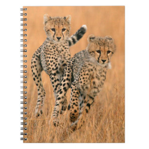 Cuaderno Guepardos jóvenes (Acinonyx Jubatus) corriendo