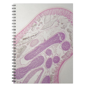Cuaderno Gusano parásito del nematodo (SP del ascaris.)
