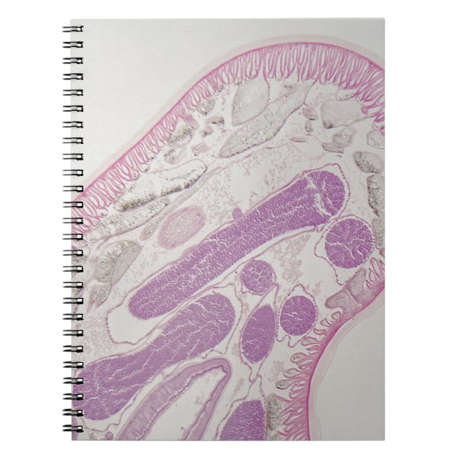 Cuaderno Gusano parásito del nematodo (SP del ascaris.) (Frente)