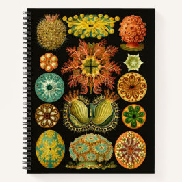 Cuaderno Haeckel Ascidiae Sea Squirts Ilustracion 8.5"X11"