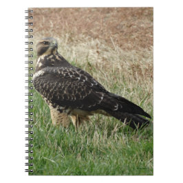 Cuaderno Halcón B52 de Swainson