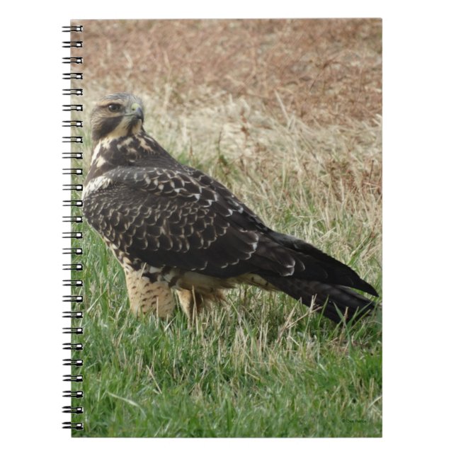 Cuaderno Halcón B52 de Swainson (Frente)