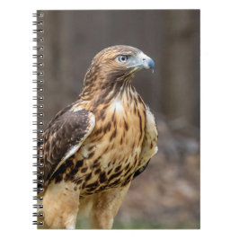 Cuaderno Halcón de cola roja en el Valle de Hudson